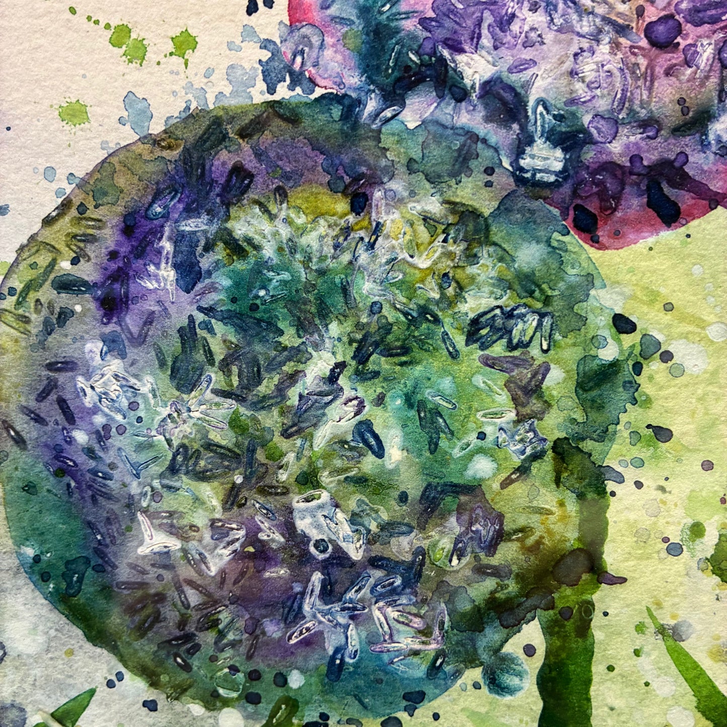 Allium Garden