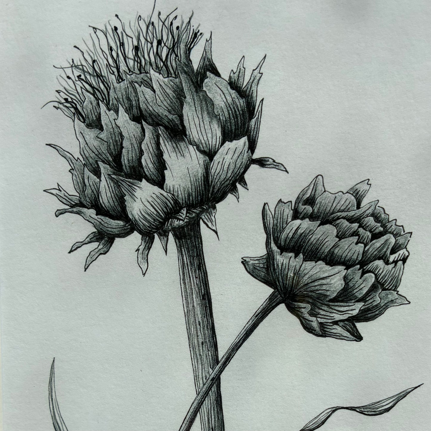 Framed Bee & Alium