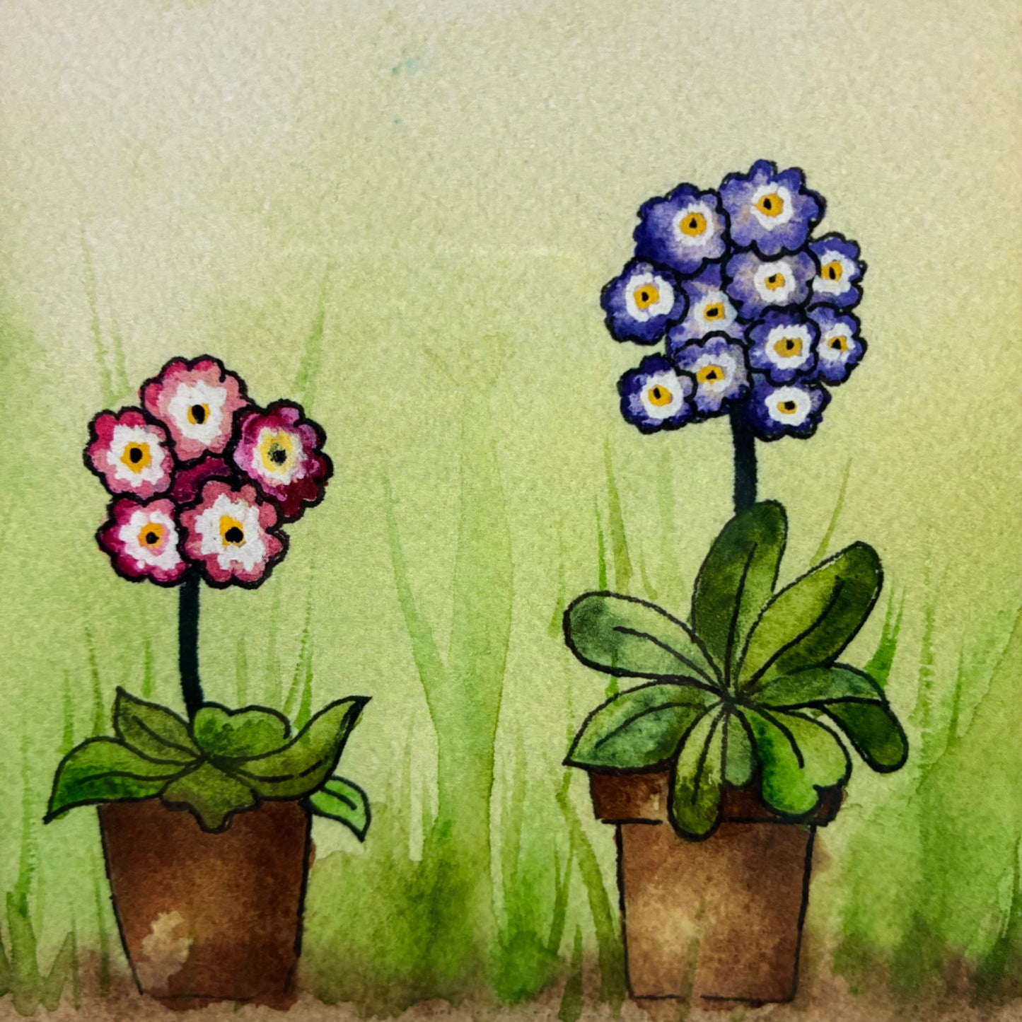 Potted Auricula