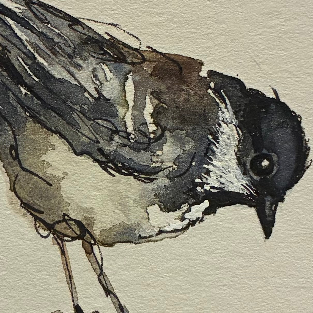 Coaltit