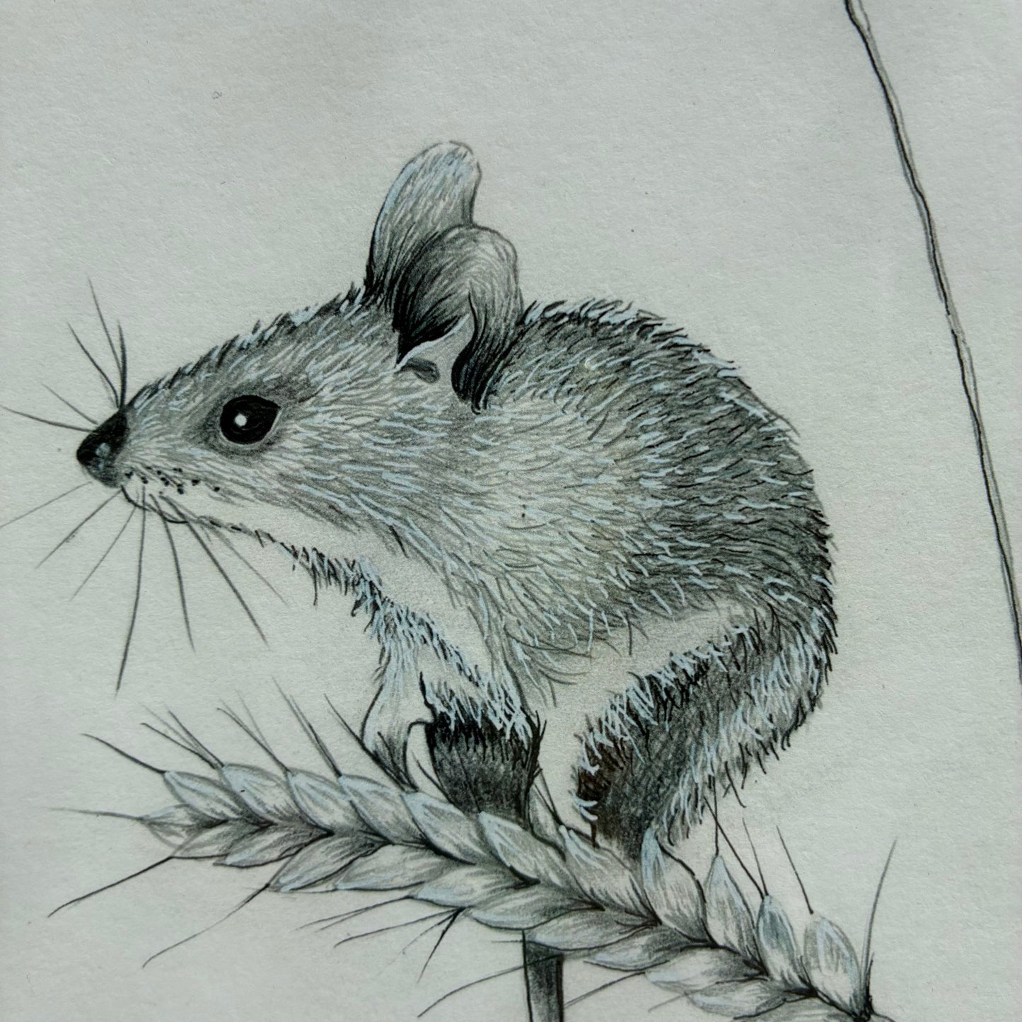 Framed Autumn  Mouse