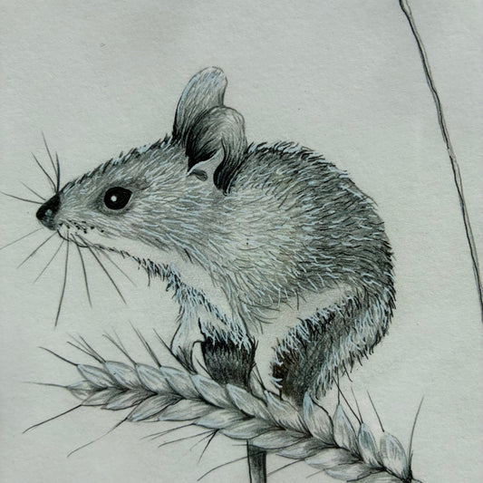 Mouse