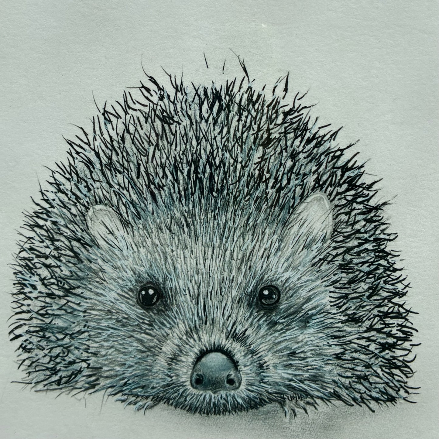 Framed Hedgehog