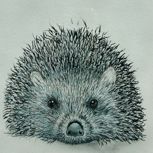 Hedgie