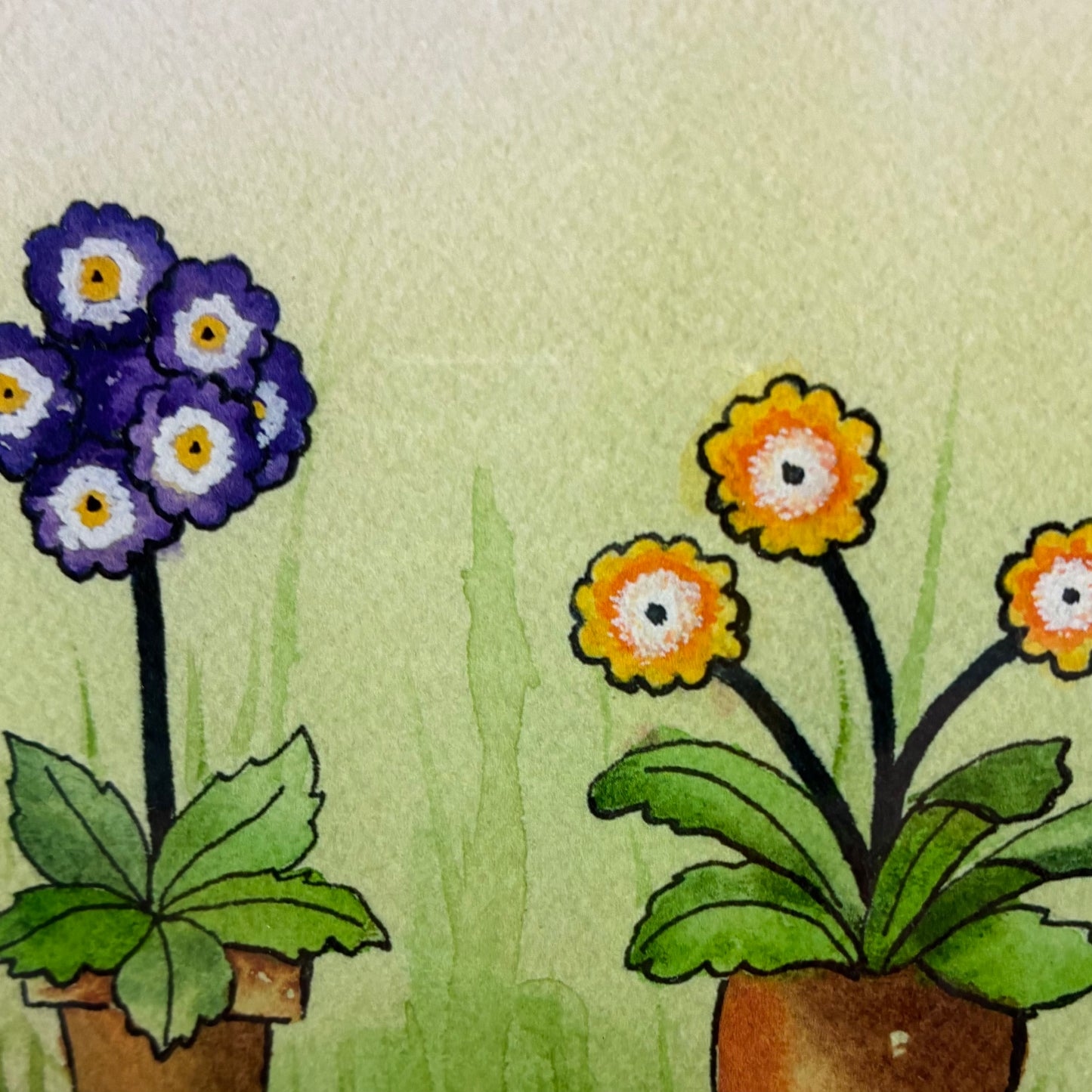 Potted Auricula
