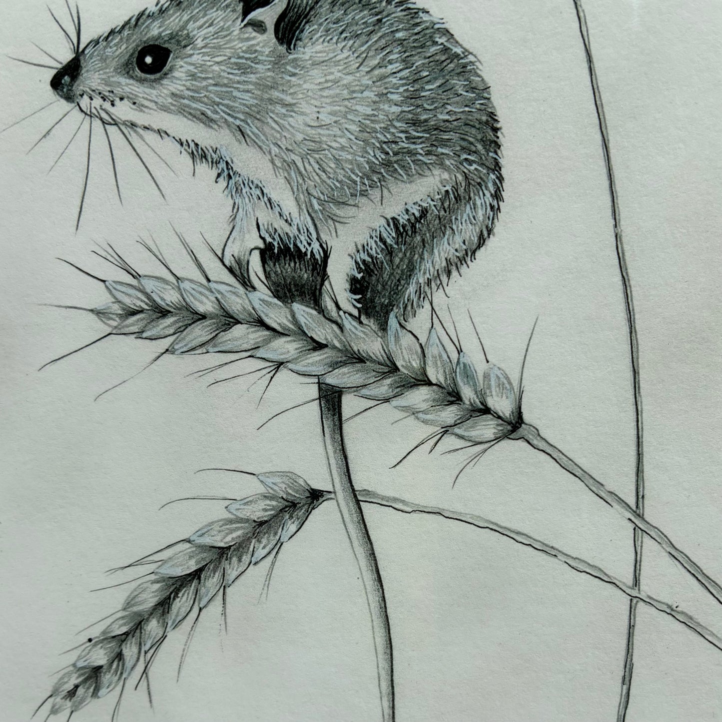 Framed Autumn  Mouse
