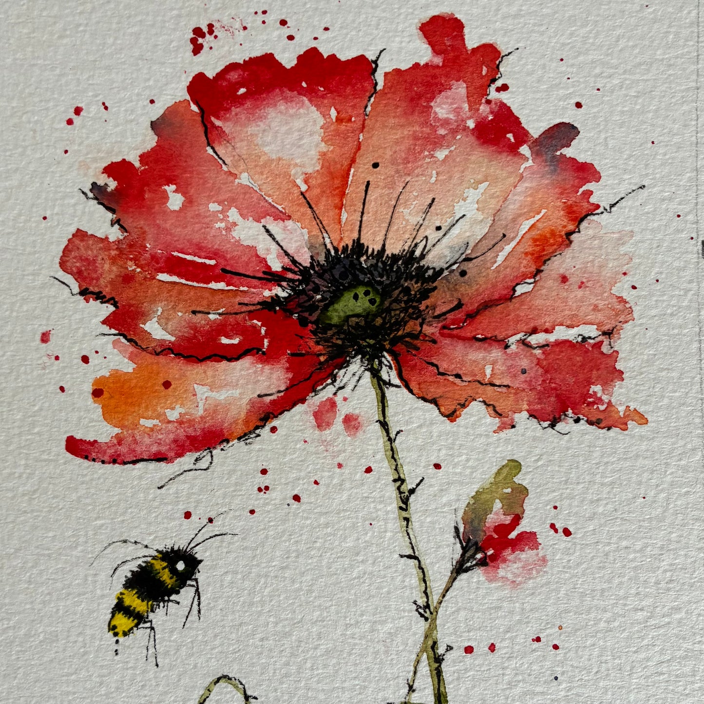 Red Poppy