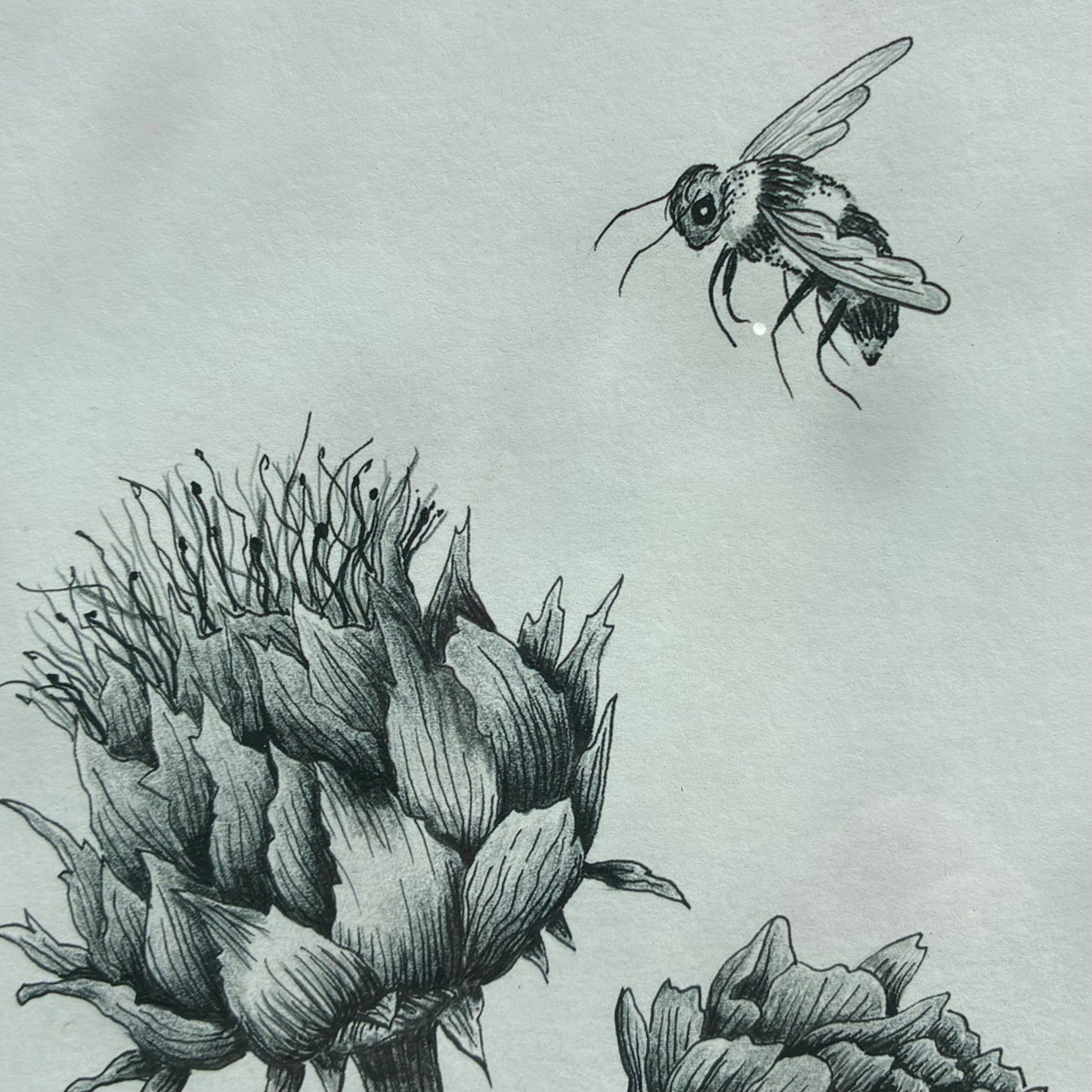 Framed Bee & Alium